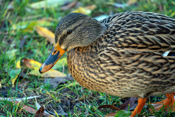 Duck walks on grass surrounded by autumn leaves in a serene park setting during daytime