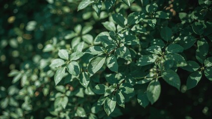 Obraz premium Close-up of green leaves with variegation, natural foliage in sunlight.