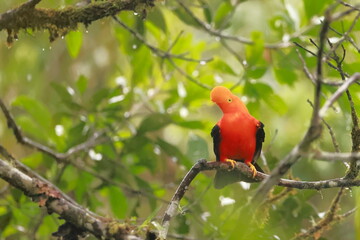Andean cock-of-the-rock, Rein forest, Parque Nacional Cayambe-Coca,  Ecuador
