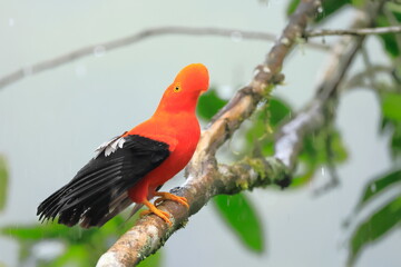 Andean cock-of-the-rock, Rein forest, Parque Nacional Cayambe-Coca,  Ecuador