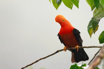 Andean cock-of-the-rock, Rein forest, Parque Nacional Cayambe-Coca,  Ecuador