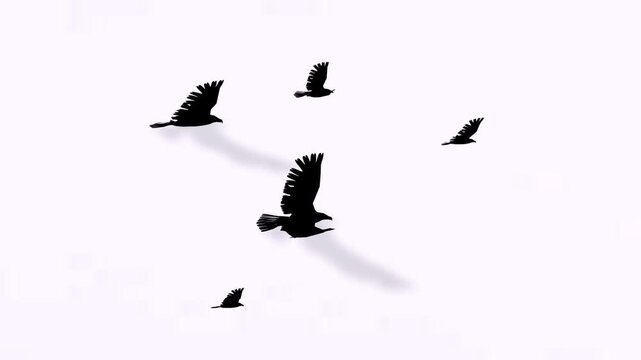 Flying group of birds in the sky or birds flying in the birds in nature