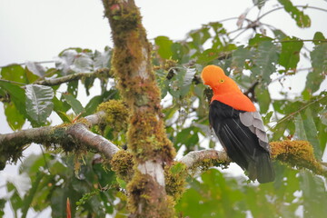 Andean cock-of-the-rock, Rein forest, Parque Nacional Cayambe-Coca,  Ecuador