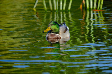 duck in the water