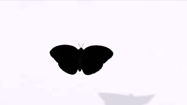 Top view flying butterfly in the sky green screen or chroma key video clip motion