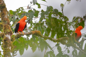 Andean cock-of-the-rock, Rein forest, Parque Nacional Cayambe-Coca,  Ecuador