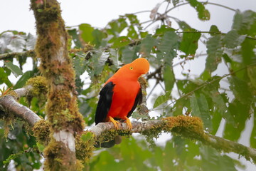 Andean cock-of-the-rock, Rein forest, Parque Nacional Cayambe-Coca,  Ecuador