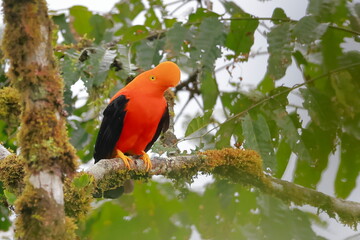 Andean cock-of-the-rock, Rein forest, Parque Nacional Cayambe-Coca,  Ecuador