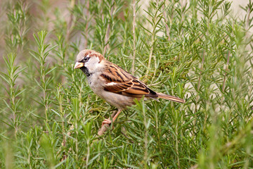 Le moineau domestique