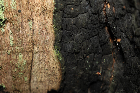 ​A stark contrast of two bark sections in close-up: the left is light brown, covered in pale green lichen, and the right is deep black, charred, and cracked.