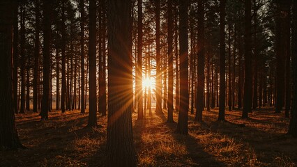 Obraz premium Sunset through a dense forest with tall trees and warm light shining. Nature and woodland scene. The concept of forest and natural environment.
