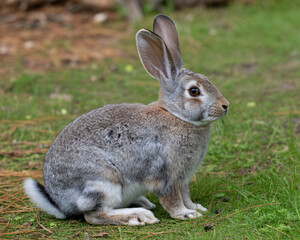 Fototapeta premium Adorable wild rabbit sits alertly in grassy field, a charming wildlife portrait perfect for nature lovers and animal-themed projects