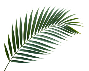 Closeup of a vibrant green palm leaf, showcasing its intricate details, isolated on transparent background