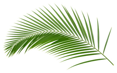 Closeup of a vibrant green palm leaf isolated on transparent background, showcasing its intricate texture and natural beauty