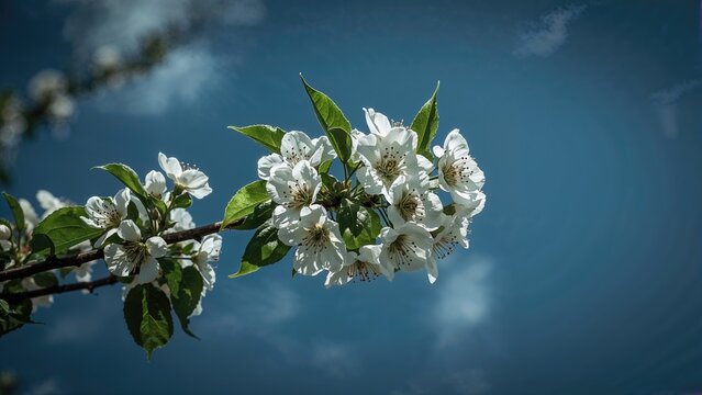 A branch of blooming white flowers with green leaves against a blue sky and clouds.