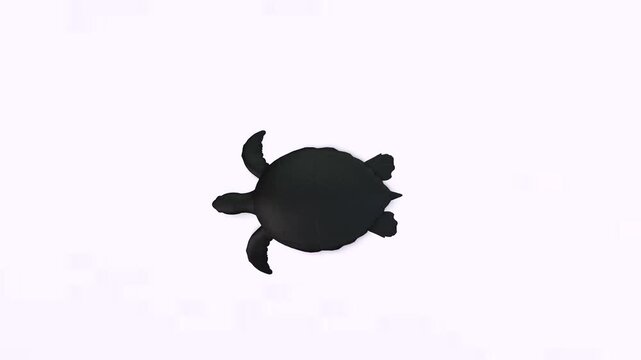 Top view turtle swimming in water or with idle motion with white background or green screen or chroma key video motion