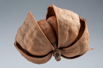Split Macadamia Nut Pod with Textured Shell in Close-Up Detail