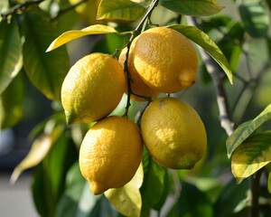 Fresh lemons hanging from tree branch bathed in golden sunlight - perfect for summer recipes, vibrant designs, and healthy lifestyle campaigns.