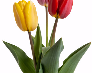 Naklejka premium Fresh vibrant tulips blooming in yellow and red against a white backdrop for spring celebrations and lovely floral designs, spreading joy and beauty