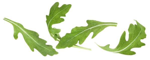 flying arugula leaves on white isolated background