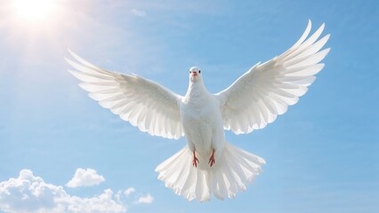 Fototapeta premium White dove flying with wings spread, blue sky background, sunlight, peace symbol.