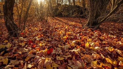 Obraz premium Autumn forest floor covered with colorful fallen leaves during sunset. Nature and seasonal change, landscape. The scene of foliage and outdoor environment.