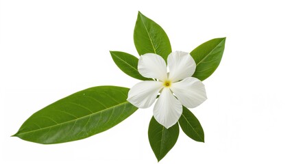 Obraz premium White flower with green leaves and fresh foliage.