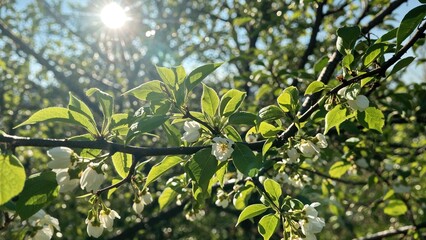 Obraz premium Sunlight shining through the leaves of a flowering tree branch in a natural outdoor setting.