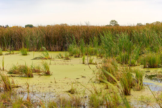 The Growing cattails on a wet meadow.  Green Reeds  with Cattail. The broadleaf cattail,bulrush, common bulrush, common cattail, great reedmace, cooper's reed, native plant species in America.