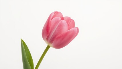 Fototapeta premium Pink tulip flower with green leaf and stem on a white background.