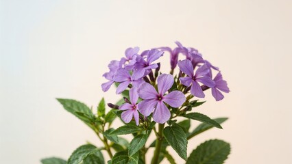 Obraz premium Purple flowers with green leaves, plant nature, botanical coloring, decorative flowers, garden plant, floral arrangement, outdoor flora.