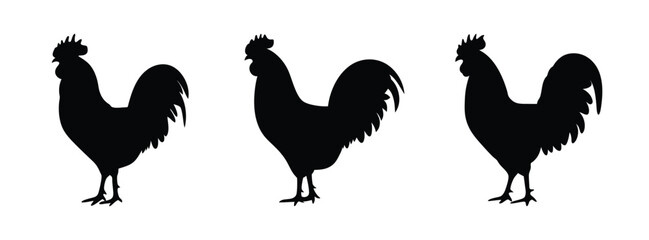 Three black rooster silhouettes vector illustration farm animal poultry cock drawing design graphic art © black man