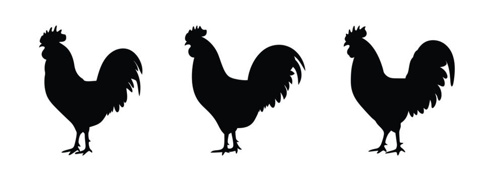 Three black rooster silhouettes vector illustration farm animal poultry cock drawing design graphic art