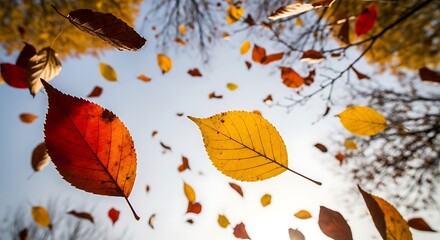 Autumn leaves falling from trees against a clear blue sky in a vibrant display of nature