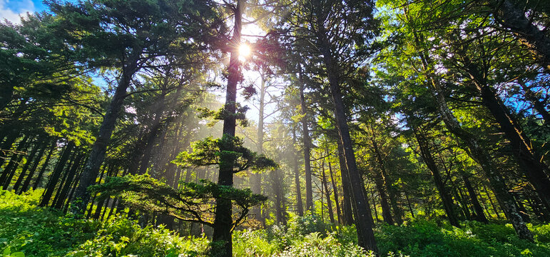Light Beams in Oregon Forest - Powered by Adobe