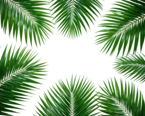 Green palm leaves arranged in a circle on a black background isolated on transparent background