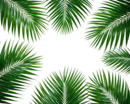 Green palm leaves arranged in a circle on a black background isolated on transparent background