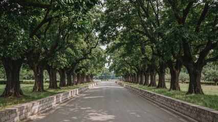 Obraz premium A tree-lined road with lush green trees on both sides forming a canopy over the street.