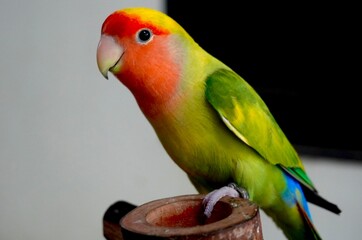 red and yellow lovebird / small parrot