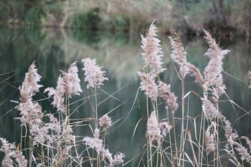 Roseaux sauvages se balançant au bord d’un lac, avec un arrière-plan flou et des couleurs naturelles. Une scène calme et douce idéale pour illustrer nature, écologie, zones humides et sérénité.
