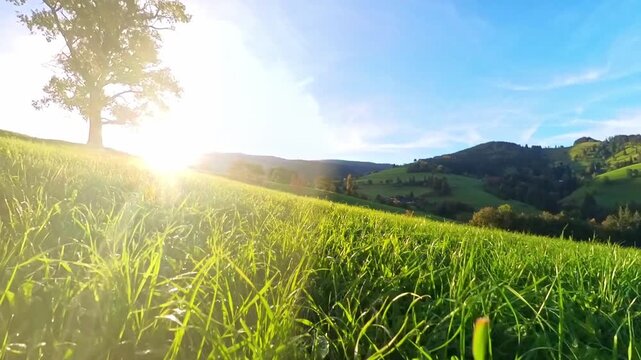 Idyllische Mittelgebirgslandschaft mit majest&auml;tischem gro&szlig;en Baum und sanften H&uuml;geln im Sonnenaufgang, perfekte Kulisse f&uuml;r beruhigende Momente, Freizeitaktivit&auml;ten und Naturprojekte, Schwarzwald