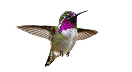 Colorful Anna s hummingbird flying PNG isolated on transparent background, vibrant bird with iridescent feathers for nature designs © Thomas