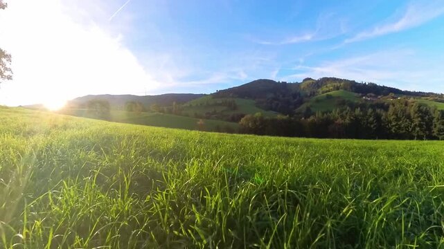 Idyllische Mittelgebirgslandschaft mit majest&auml;tischem gro&szlig;en Baum und sanften H&uuml;geln im Sonnenaufgang, perfekte Kulisse f&uuml;r beruhigende Momente, Freizeitaktivit&auml;ten und Naturprojekte, Schwarzwald