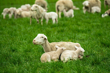 Peaceful scene of small flock of sheep with their young lambs grazing on lush green grass in countryside. Farm animals together on sunny spring day, symbol of rural life and nature.