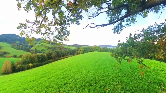 Idyllische Mittelgebirgslandschaft mit majest&auml;tischem gro&szlig;en Baum und sanften H&uuml;geln im Sonnenaufgang, perfekte Kulisse f&uuml;r beruhigende Momente, Freizeitaktivit&auml;ten und Naturprojekte, Schwarzwald
