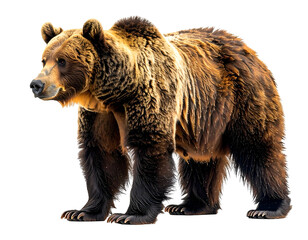 Fototapeta premium Grizzly bear standing in wilderness