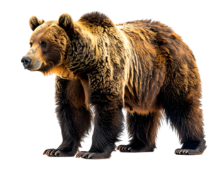 Grizzly bear standing in wilderness