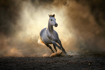 Grey stallion run in sunset light in clouds of dust