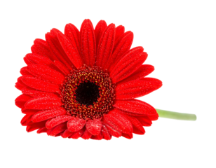 Red Gerbera Daisy Flower with Water Droplets