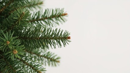 Evergreen pine tree branches with needles and small brown buds on a white background.